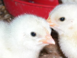 new chicks