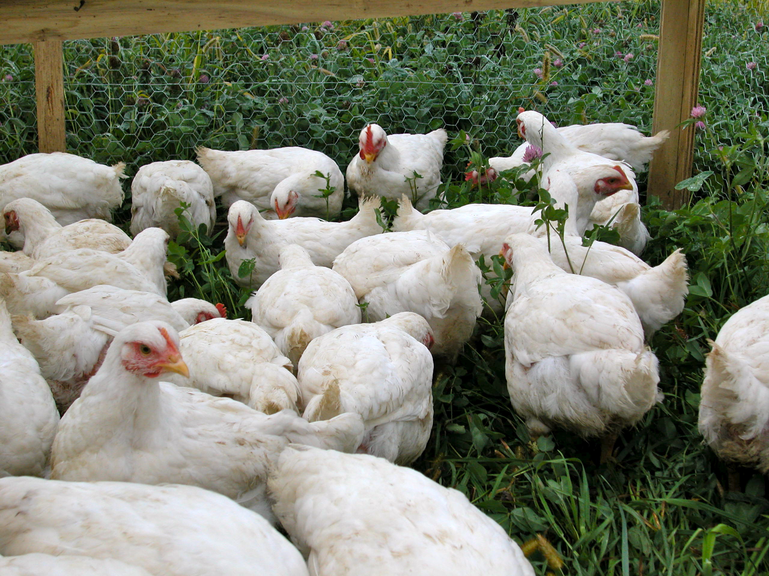 Pastured Poultry Forest Hill Farm 