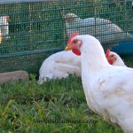 Pasture raised poultry