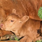 New Red Angus Calf