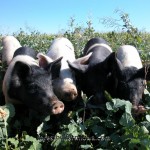Pigs in pasture