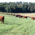 herd grazing