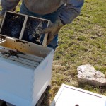 Installing Bees