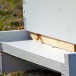 Installing Bees