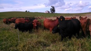 Red and Black Angus