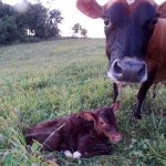 Treating Pinkeye in Calves