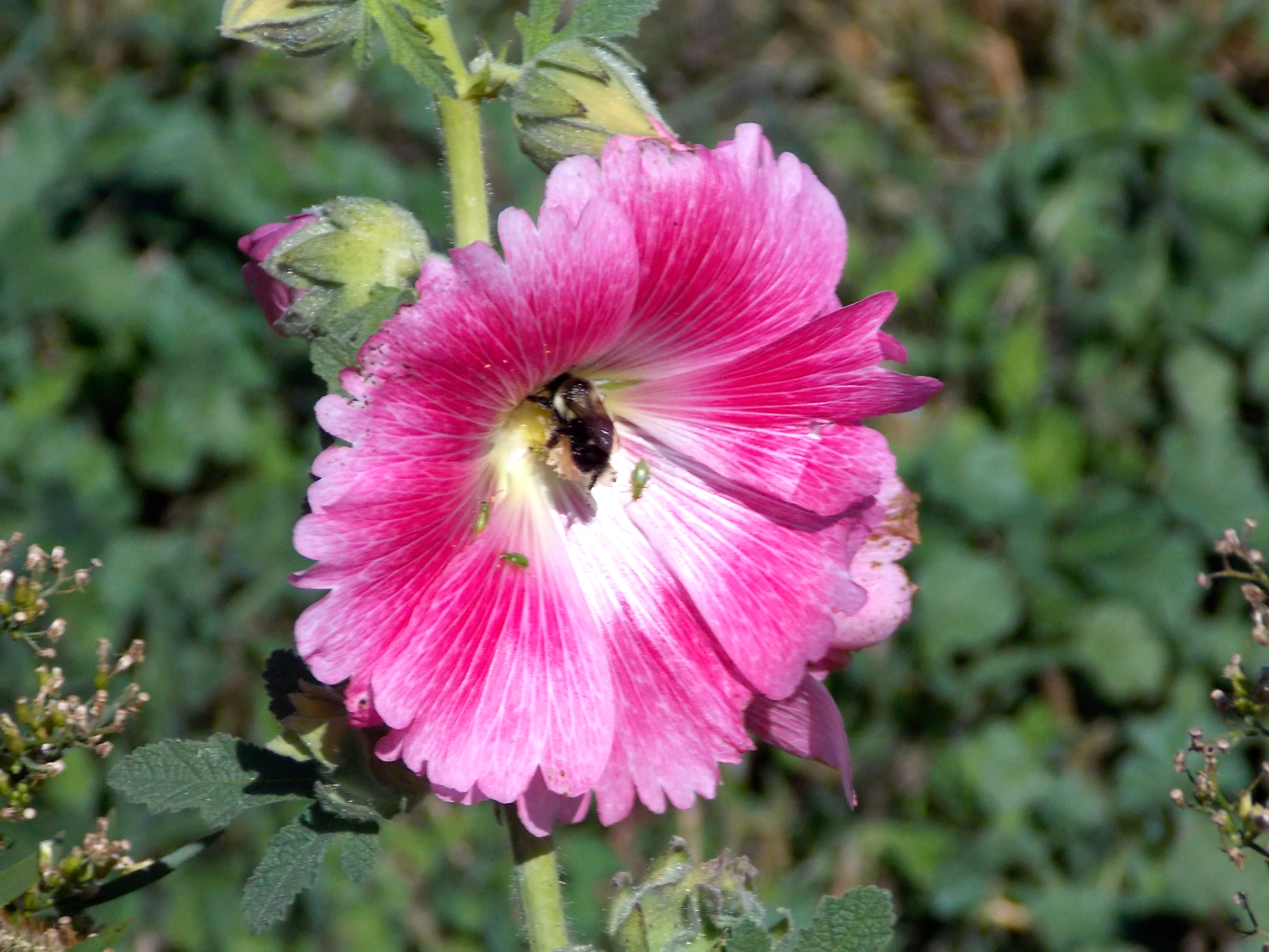 Pollinator Protection