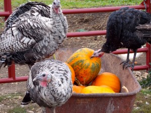 pigs love pumpkins...turkeys do, too
