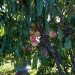 Insect Traps for Fruit Trees