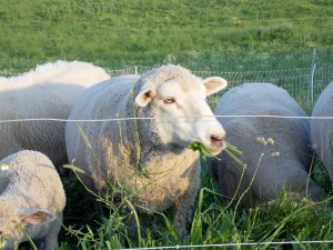 organic grass-fed lamb