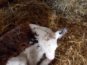 Grafting a calf