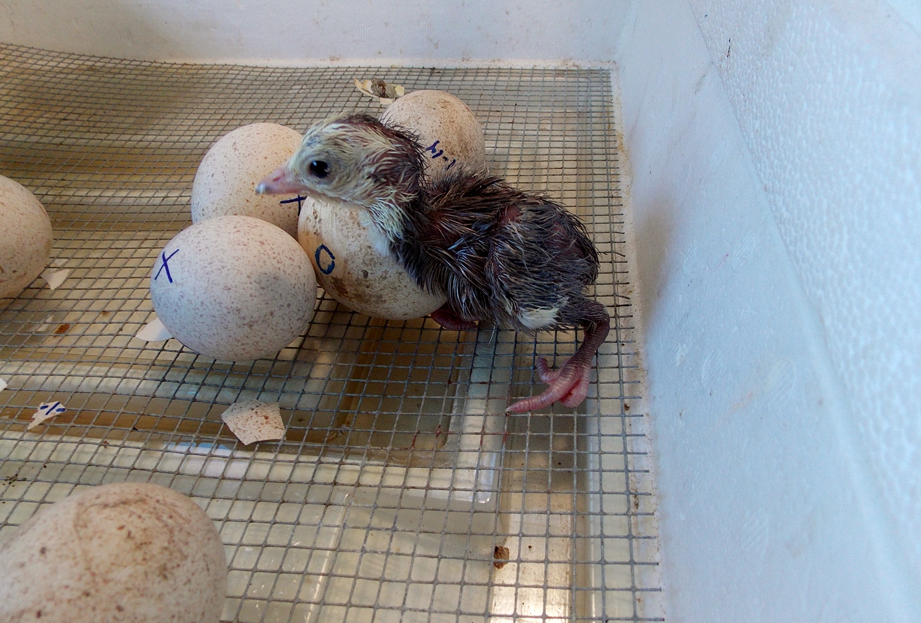 Preventing Early Poult Flip-overs (EPF) in Turkey Poults