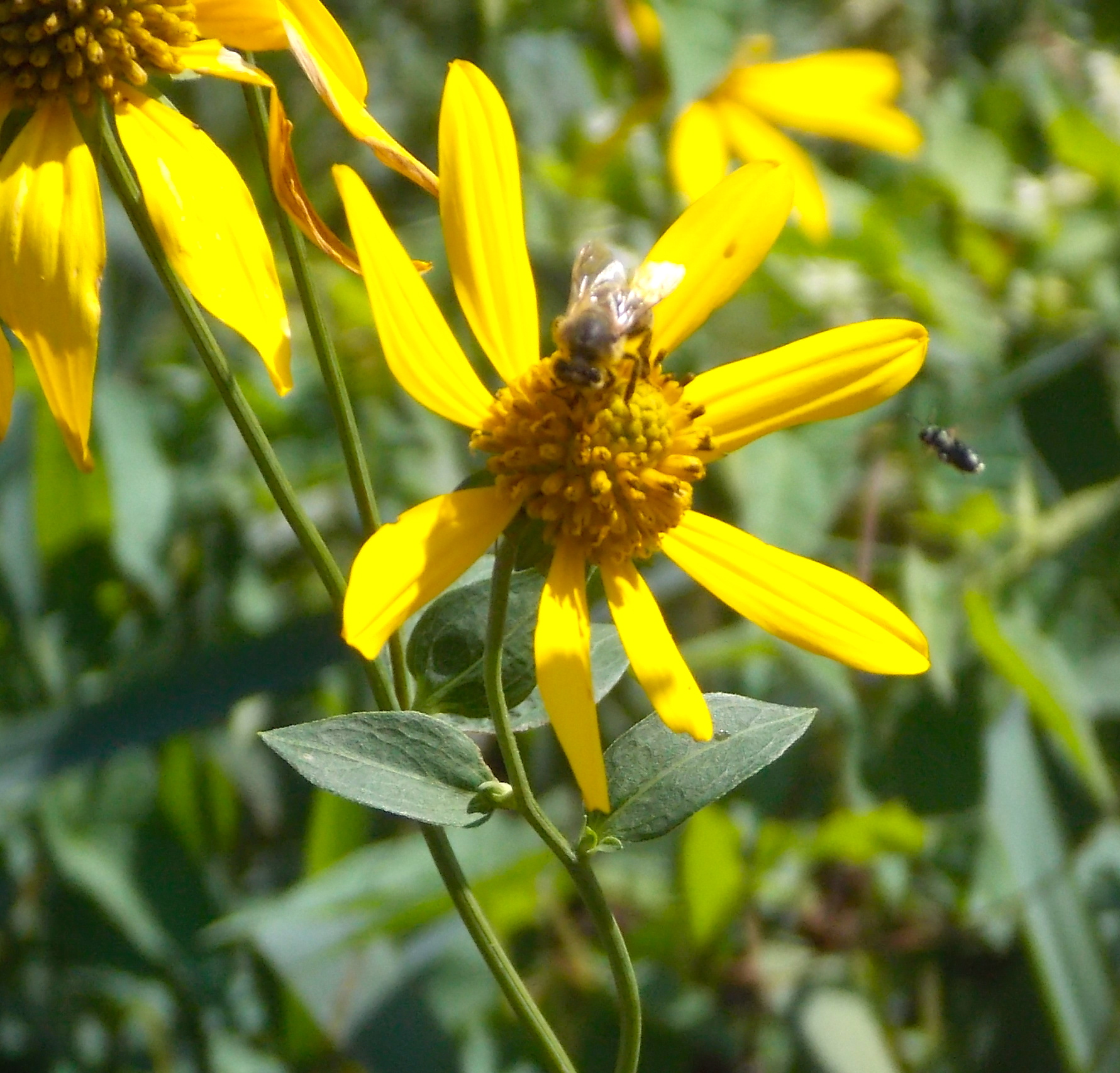 Pesticides Influence Bee Memory