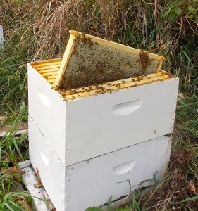 Learn Beekeeping