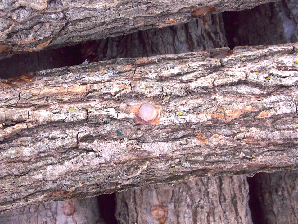 Growing Oyster Mushrooms