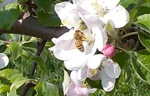 Bee in apple blossom