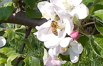 Happy World Bee Day!