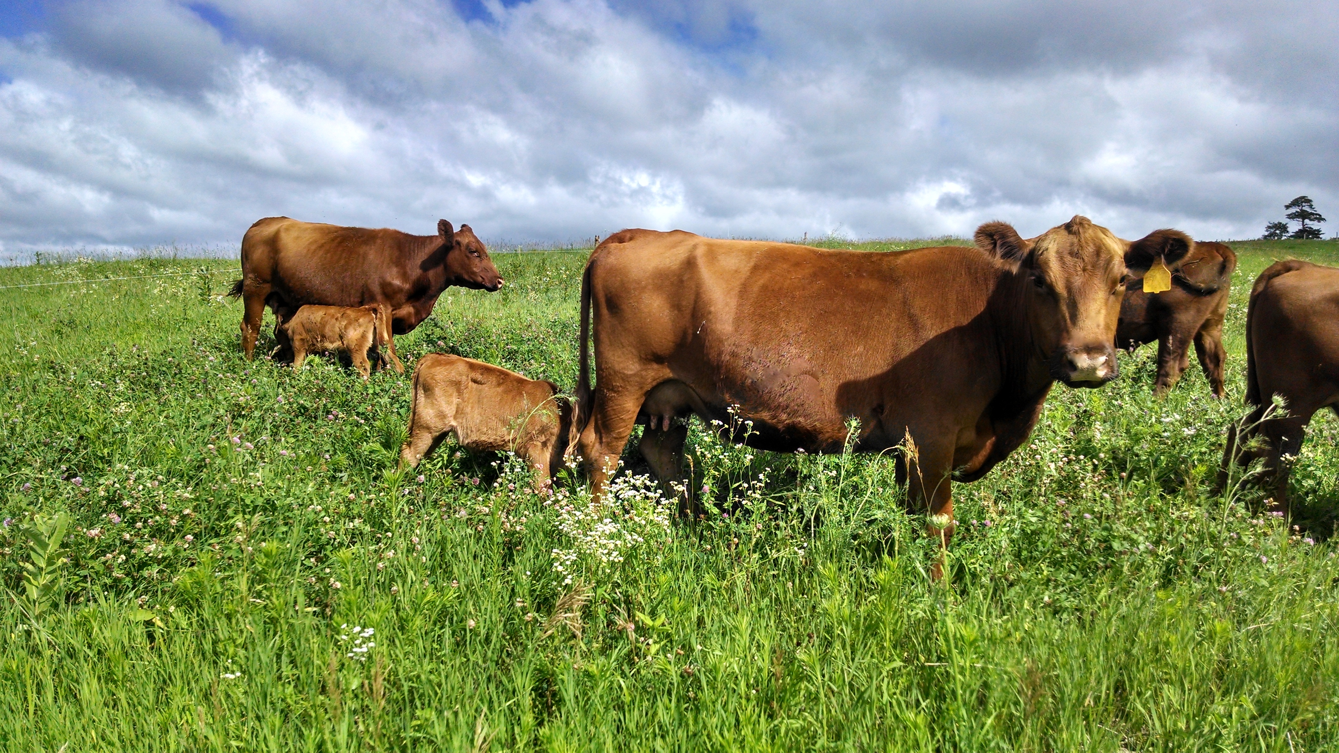 The Efficiency of Grazing Cattle