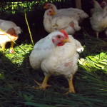 Preventing Bird Flu in your Flock