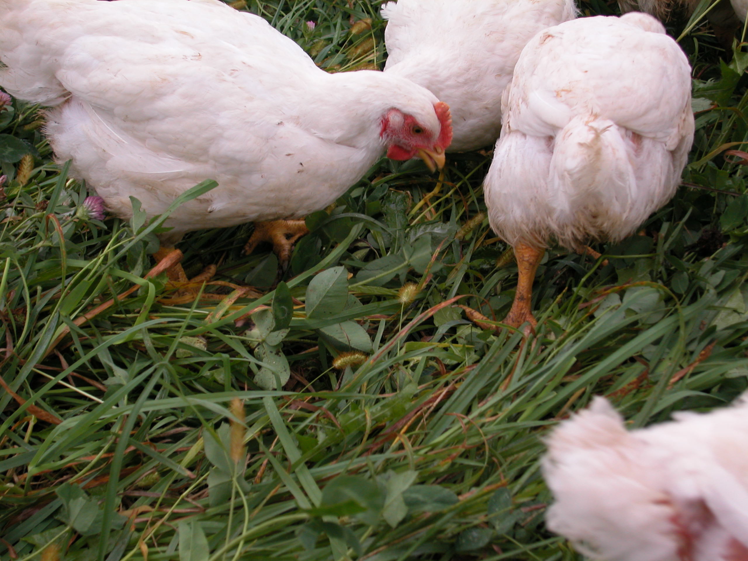 Preventing Bird Flu in Your Flock