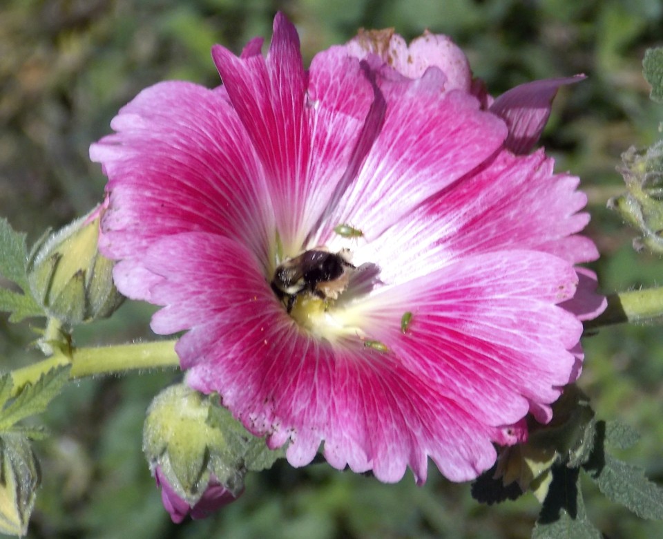 Learn Beekeeping