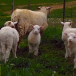 New calves, kid goats and lambs