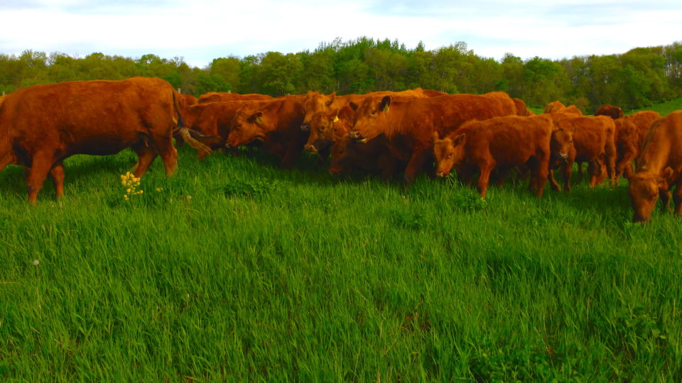 The Power of One Grass-fed Steer