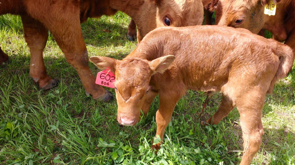 New calves, kid goats and lambs