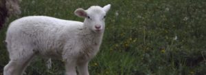 ram on the lamb