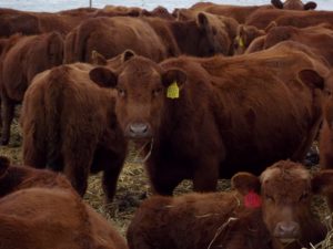 The Efficiency of Grazing Cattle