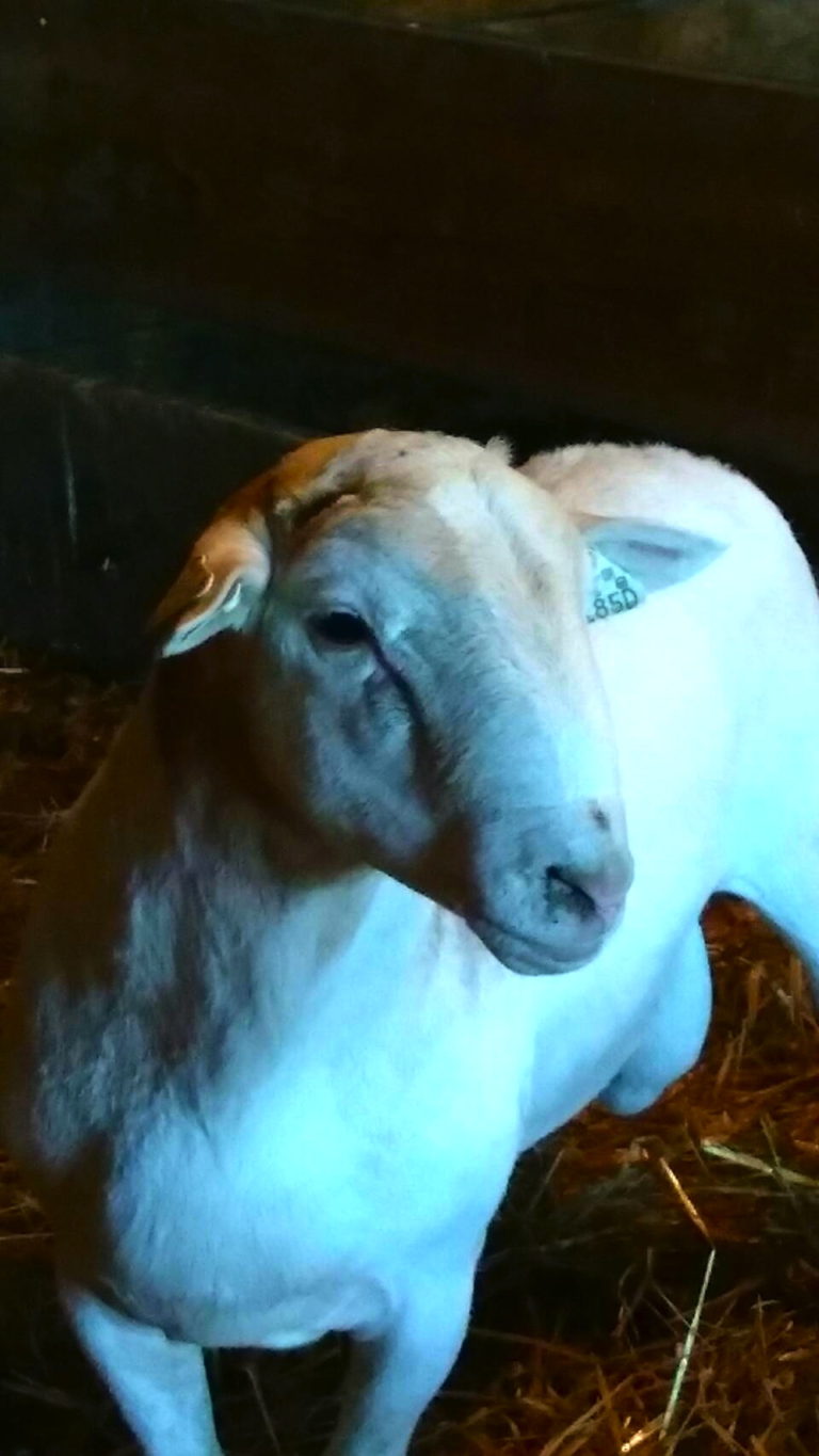 Ram on the Lamb