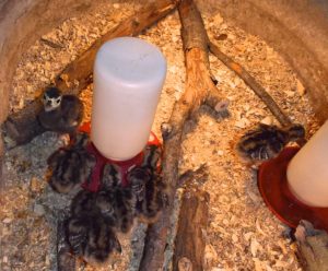 Prevent Early Poult Flip-overs (EPF) in Turkey Poults